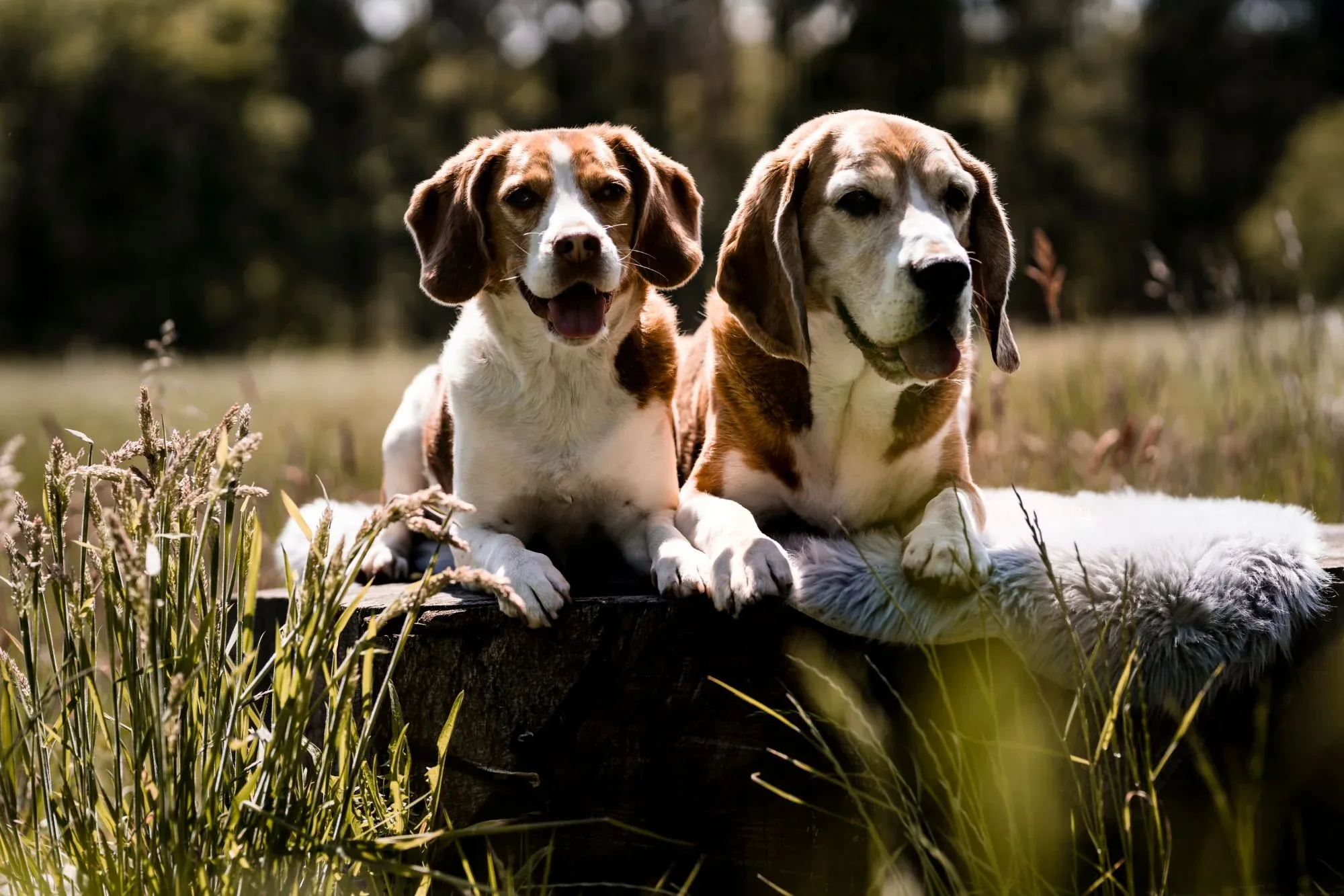 Meine Beagles Emma (links) und Mailo (rechts) liegen auf einem Holzbalken in einer sonnigen Sommerwiese