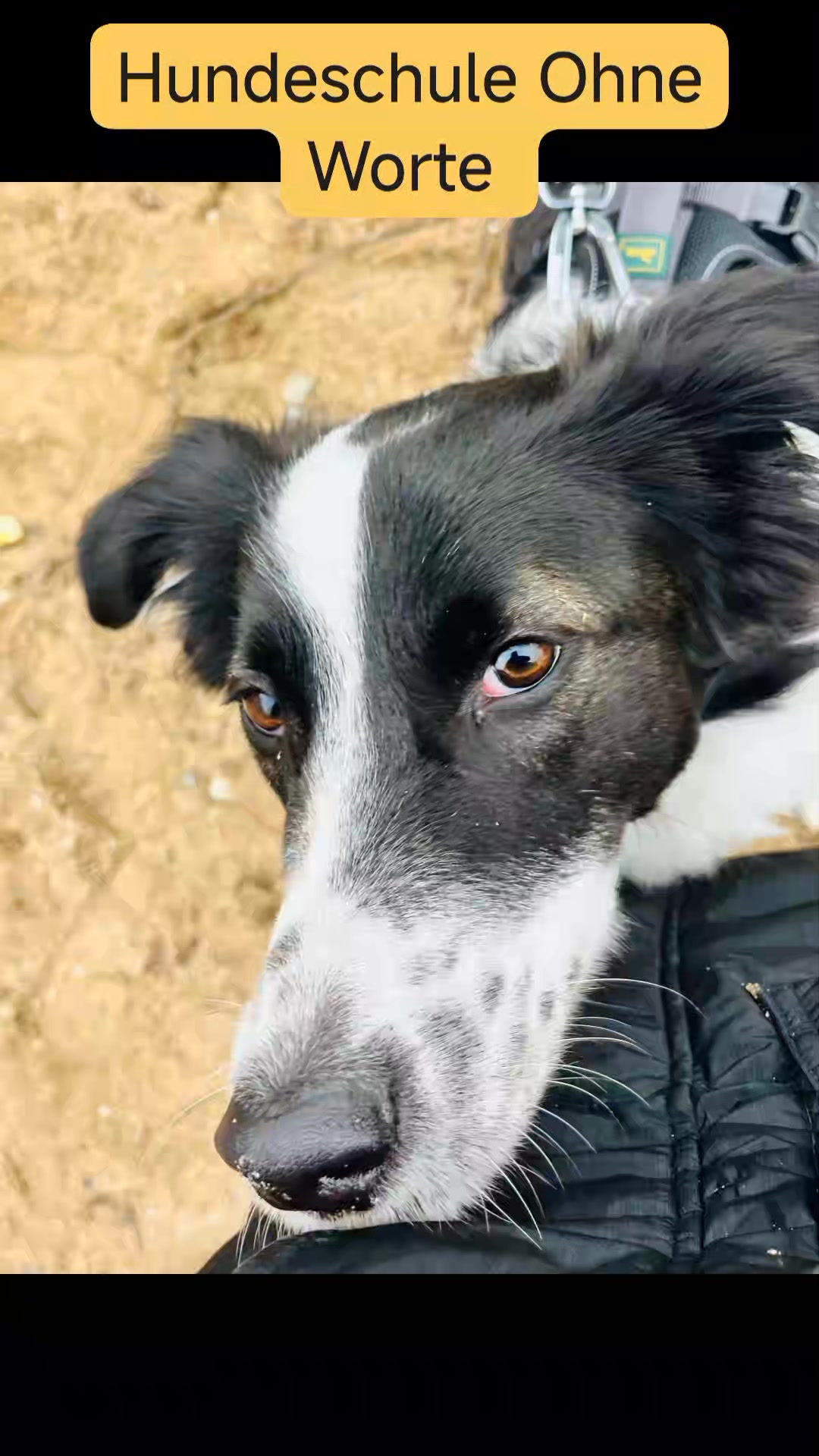 Hundeschule Ohne Worte