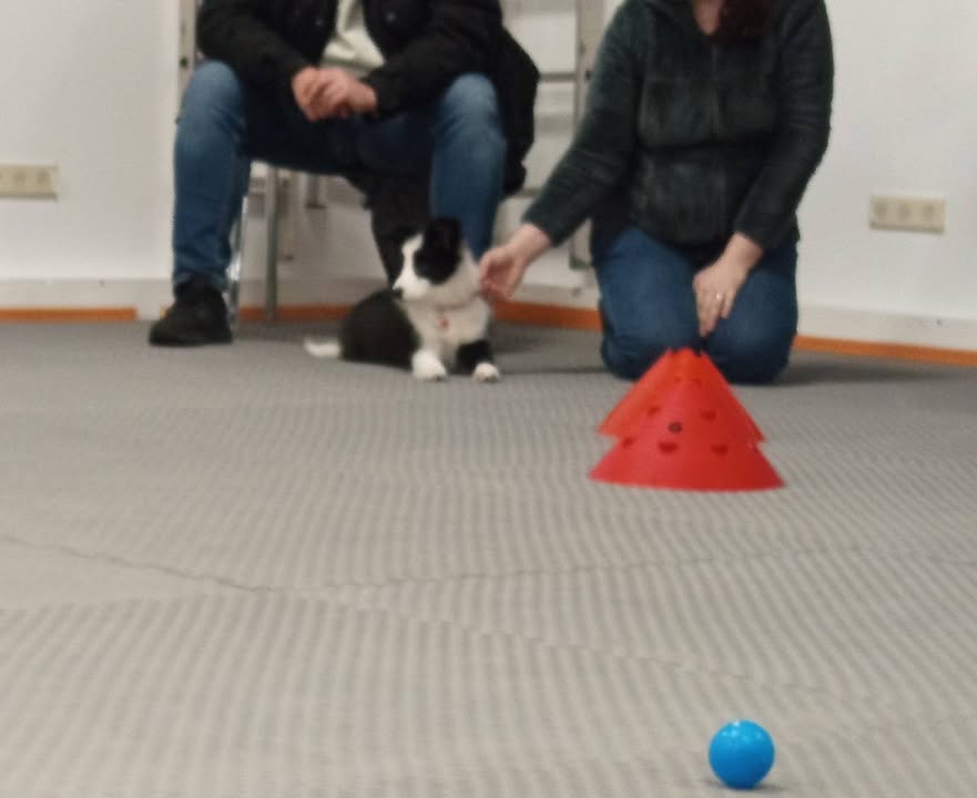 Hundeschule Ohne Worte