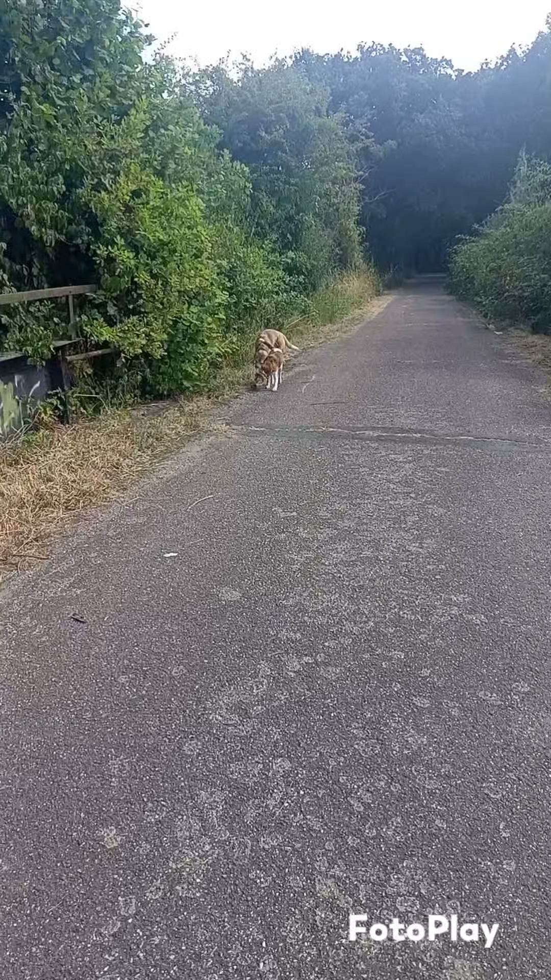 Hundeschule Ohne Worte