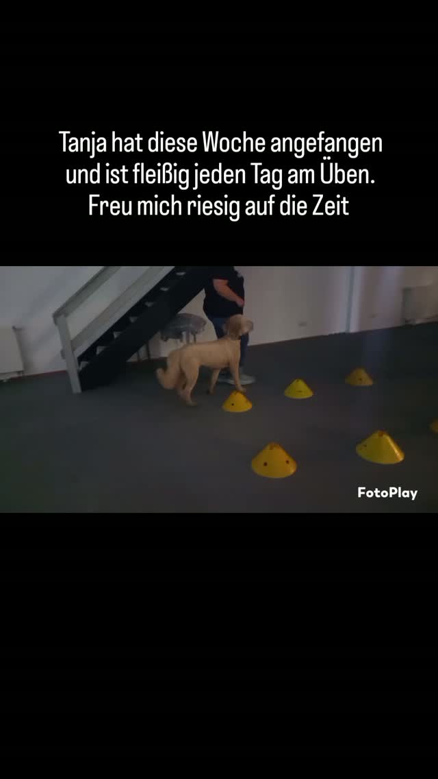Hundeschule Ohne Worte