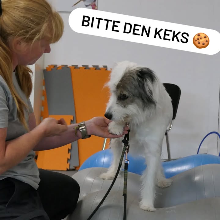 Hundeschule Ohne Worte